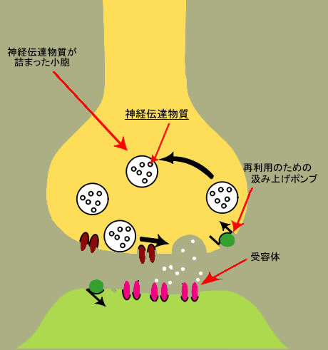 神経伝達物質、概略 - 一語楽天・美は乱調の蟻 ...